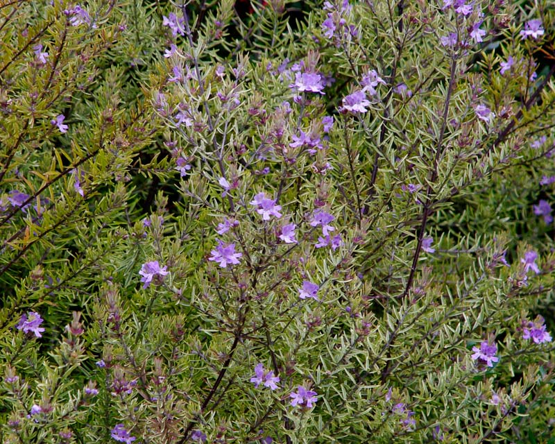 Westringia Wynyabbie Gem flowers
