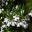 Westringia longifolia Snow Flurry - tubular white flowers