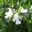 Westringia longifolia - the long leafed Westringia