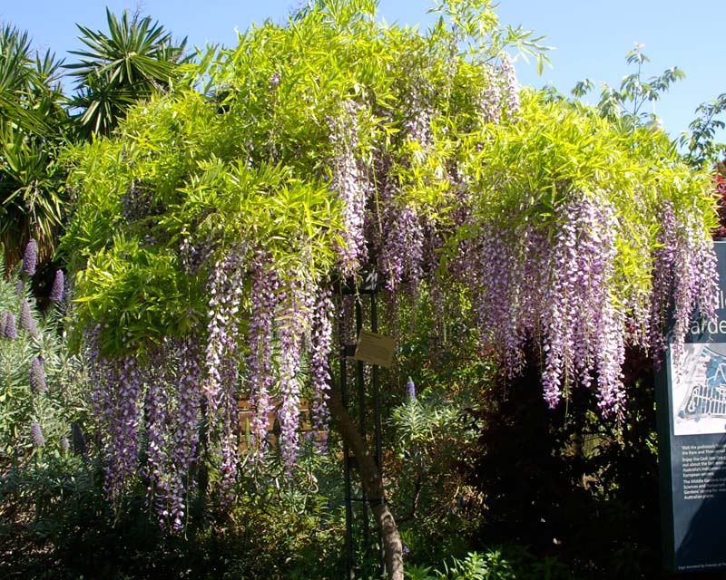 Wisteria floribunda Macrobotrys trained as a standard - Sydney Botanic Gardens