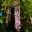 Wisteria floribunda - Rosea   Sydney Botanic Gardens