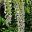 Wisteria floribunda - this is Shiro Noda, also known as Noda Fuji