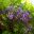 Wisteria brachybotrys - Sydney Botanic Gardens