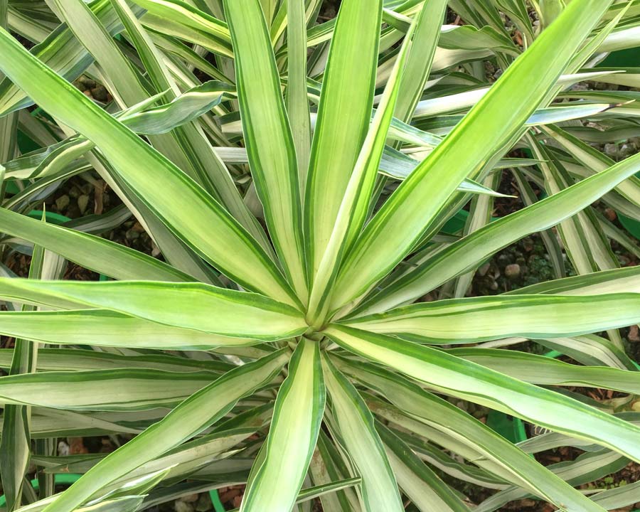 Yucca elephantipes 'Silver Star' - creamy/silver and green variegated leaves