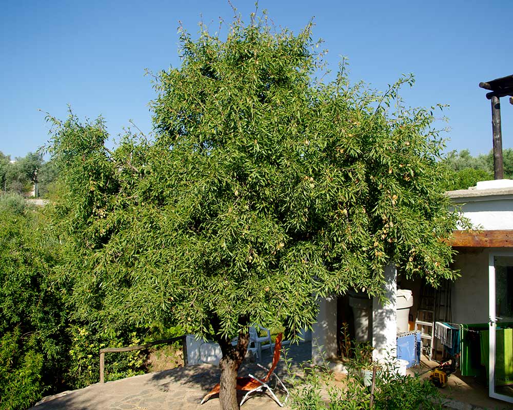 Prunus dulcis - the almond tree, seen growing here in the Alpujarra Valley, near Granada, Spain.