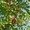 Prunus dulcis - almond
