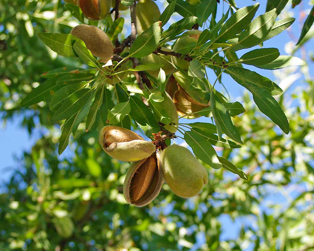 Prunus dulcis - almond