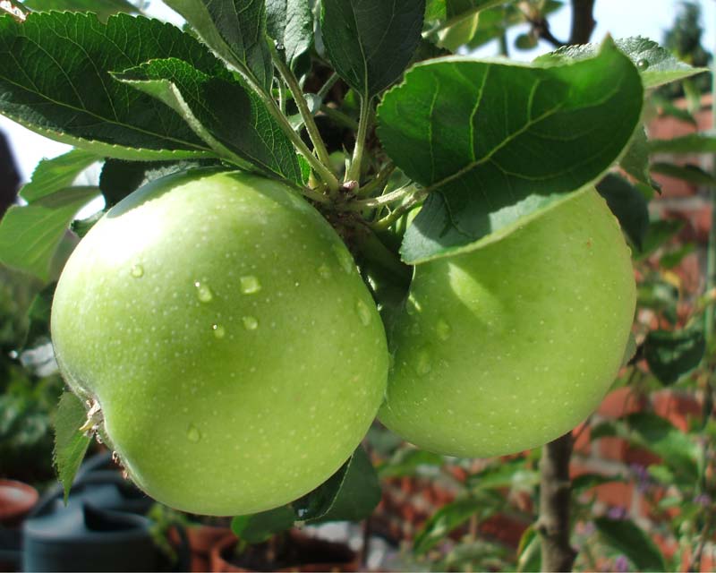 Malus Domestica - one of the most famous hybrids, from Australia - Granny Smith. Photo- Fievet