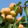 Prunus armeniaca - Apricots ready for picking - photo Zeynel Cebeci