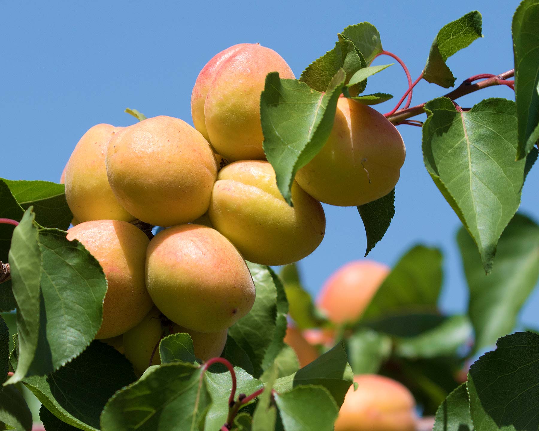 Prunus armeniaca - Apricots ready for picking - photo Zeynel Cebeci