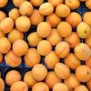 Prunus armeniaca, apricots