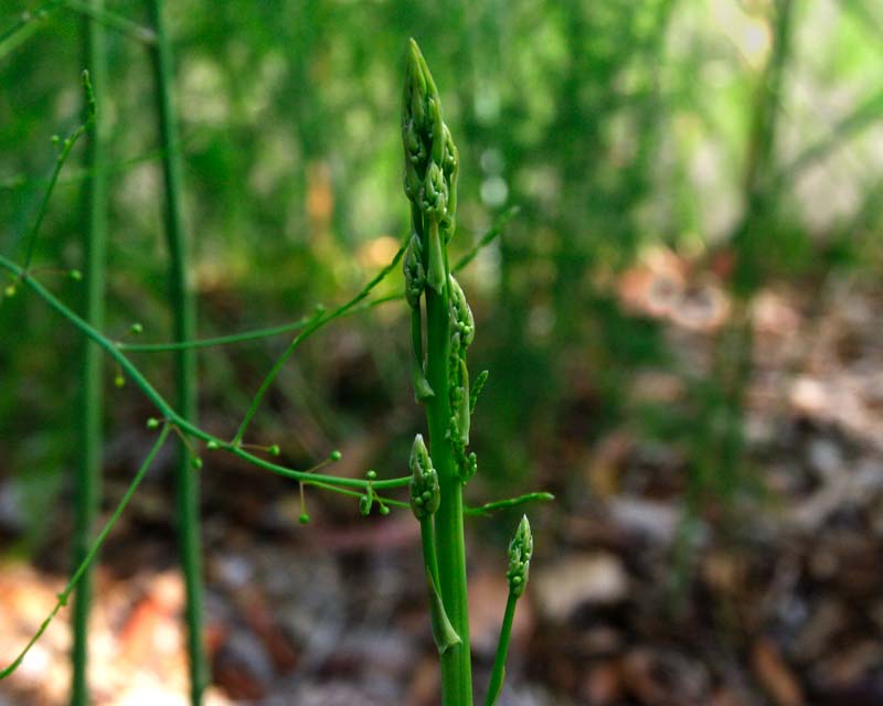 Asparagus officinalis - tip of stem