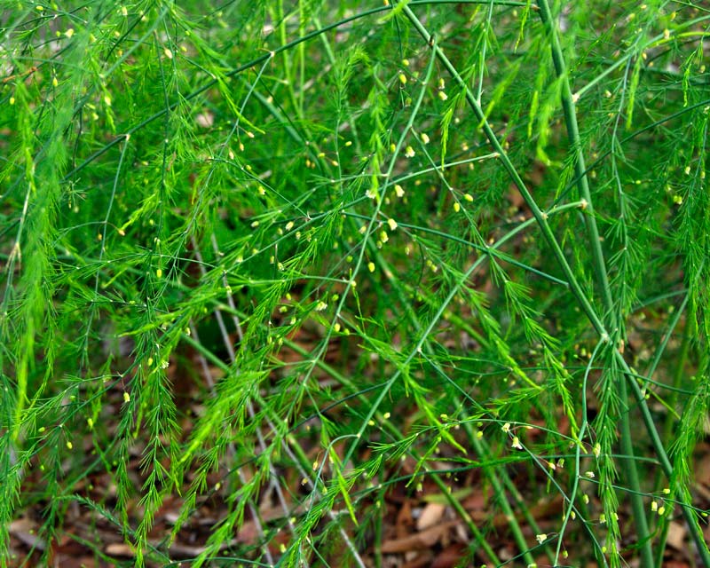 Asparagus officinalis - fern-like foliage