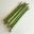 Asparagus officinalis - the young spear-like stems make a delicious vegetable