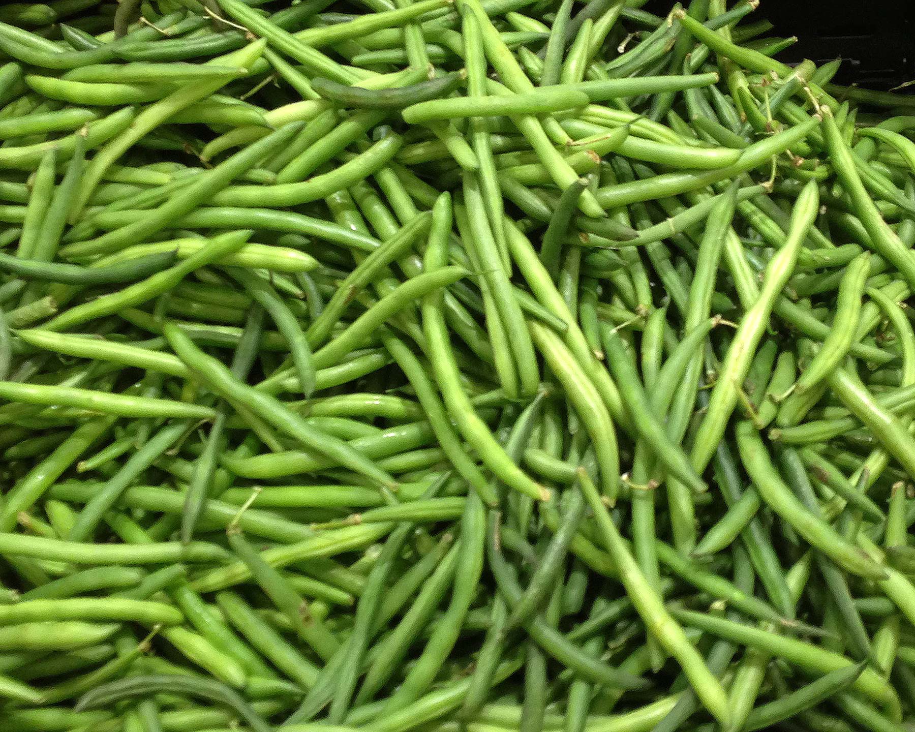 Phaseolus vulgaris - French Beans