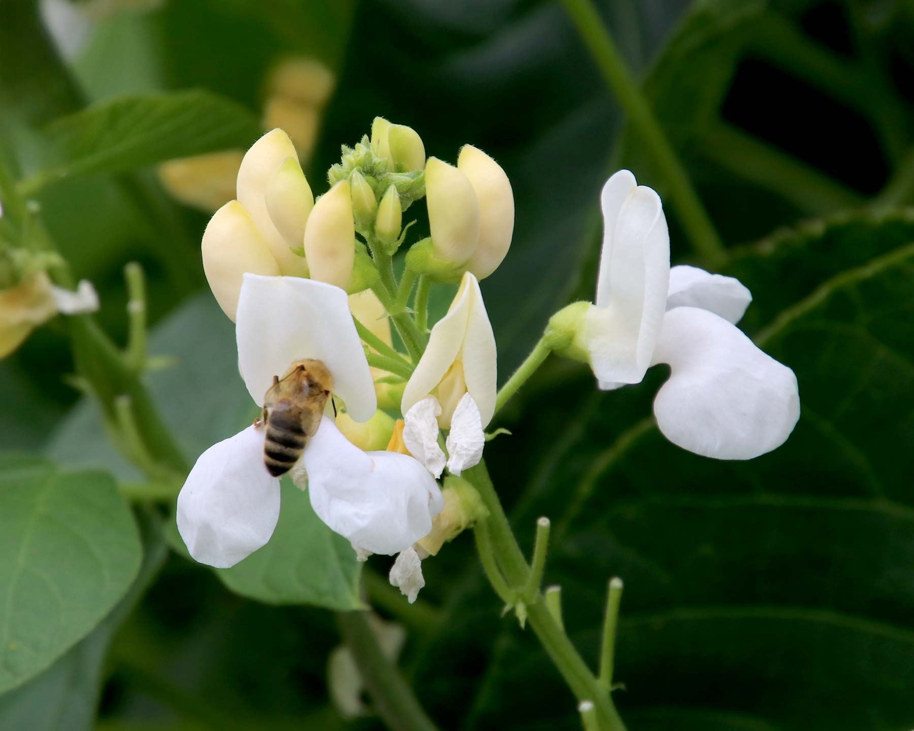 Phaseolus vulgaris - small white pea shaped flower