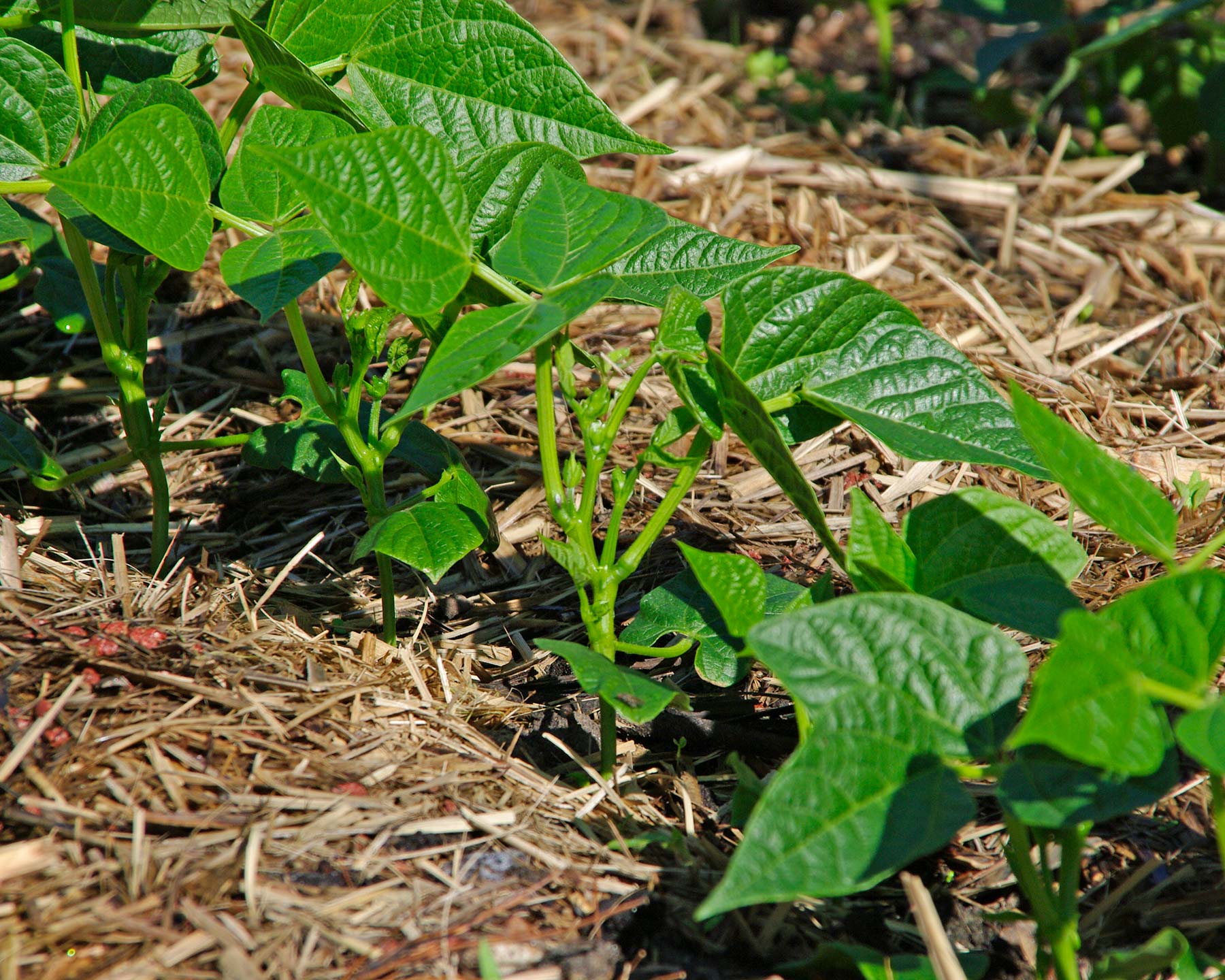 Phaseolus vulgaris - Dwarf french beans need no stakes to support.