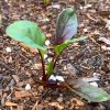 Beta vulgaris - healthy seedling