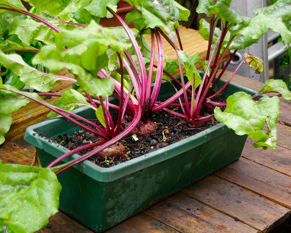 Beetroot, grows quite well in containers, including windowboxes, providing there is enough direct sunshine