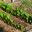 Healthy beetroot plants - seedlings were planted out 4 weeks ago