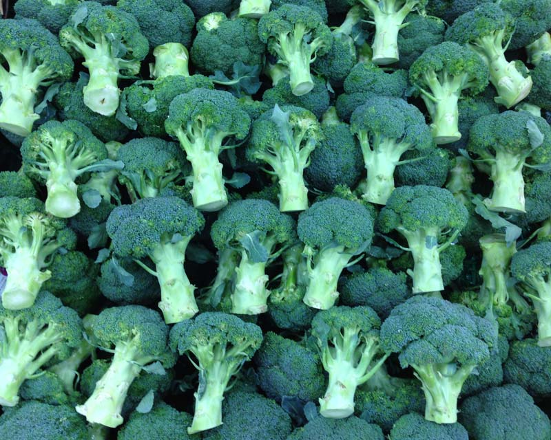 Brassica oleracea Cymosa group - Broccoli