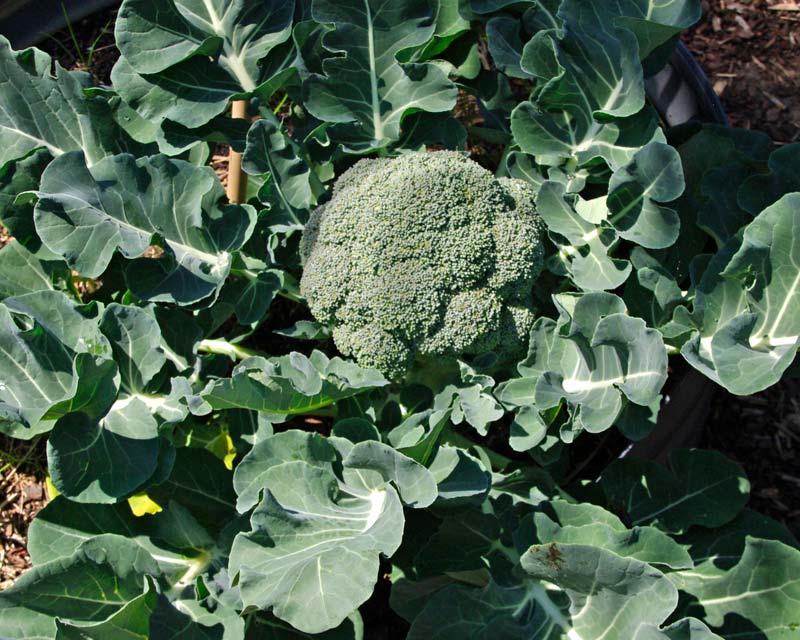 Brassica oleracea Cymosa group - otherwise known as broccoli