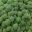 Brassica oleracea Cymosa Group - Broccoli