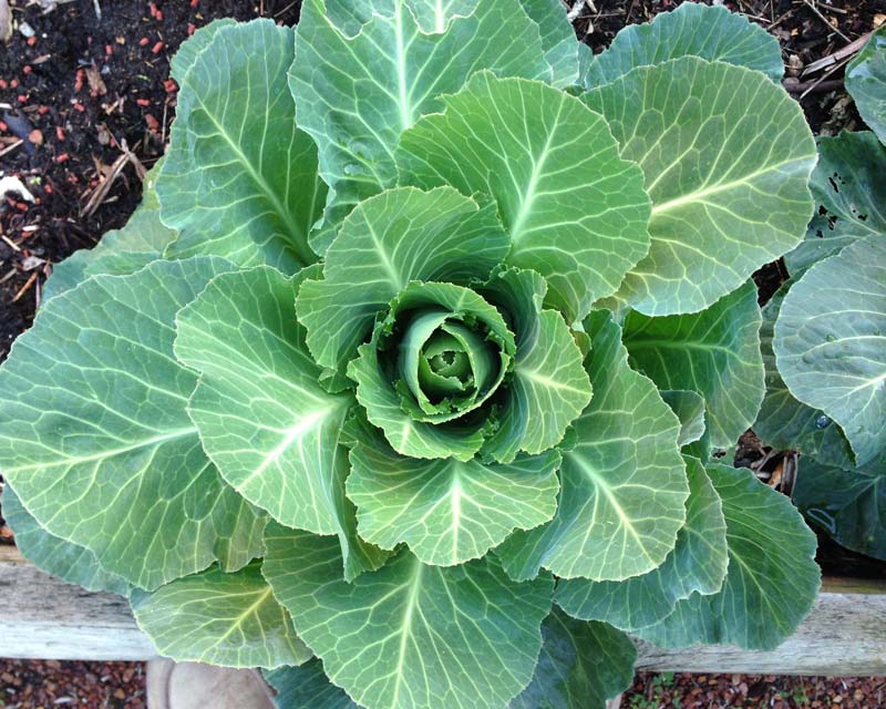 This is a young Sugarloaf Cabbage - wonderful winter crop