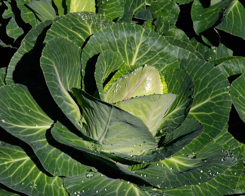 Brassica oleracea Capitata group,this is a Sugarloaf Cabbage
