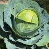 Brassica oleracea Capitata Group - Cabbage (spot the caterpillar - good camouflage)