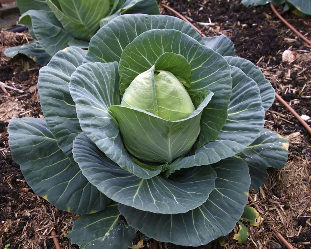 Brassica oleracea Capitata Group - Sugarloaf Cabbage