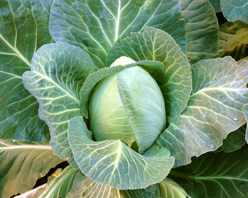 Cabbage, hearting up nicely