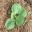 Brassica oleracea Capitata Group - healthy seedling