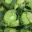Brassica oleracea Capitata - the savoy cabbage