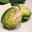 Brassica oleracea, cabbage cross section