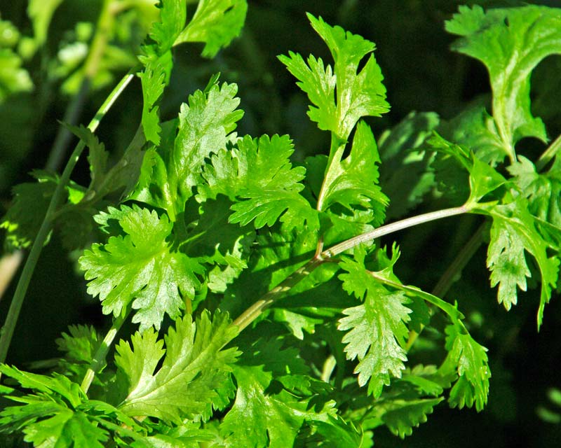 Coriandrum sativum, Coriander, cilantro - all part of the plant used in asian cooking