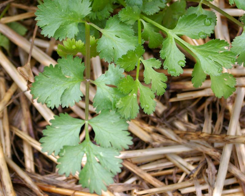 Coriandrum sativum - deeply divided leaves are very similar to those of italian parsley