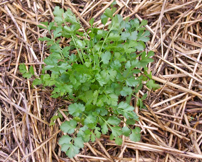 Coriandrum sativum - coriander known as cilantro in North America