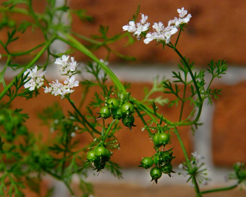 Coriandrum sativum.  Coriander seeds can be dried and used in cooking