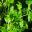 Coriandrum sativum, Coriander, cilantro - all part of the plant used in asian cooking