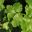 Coriandrum sativum - sometimes called Cilantro or Coriander