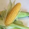 Zea Mays - Corn on the cob