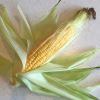 Zea Mays - better known to us a Sweet Corn - the cob of fleshy kernels can be steamed, boiled or  barbequed