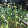 Zea Mays is grown all over the world for its high starch content