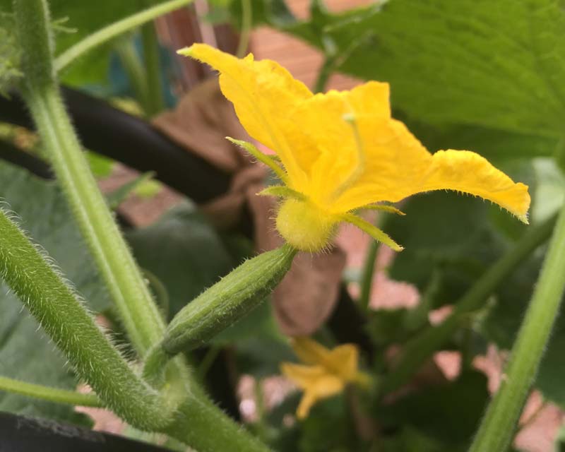 Cucumber - Cucumis sativus - small cucumber forming behind the yellow flowers