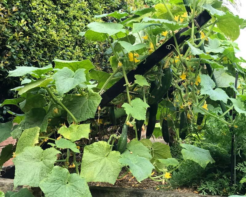 Growing cucumber on sloping frame allows the cucumbers to hang down.