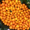 Fortunella margarita also know as Citrus japonica 'Nagami. The Cumquat