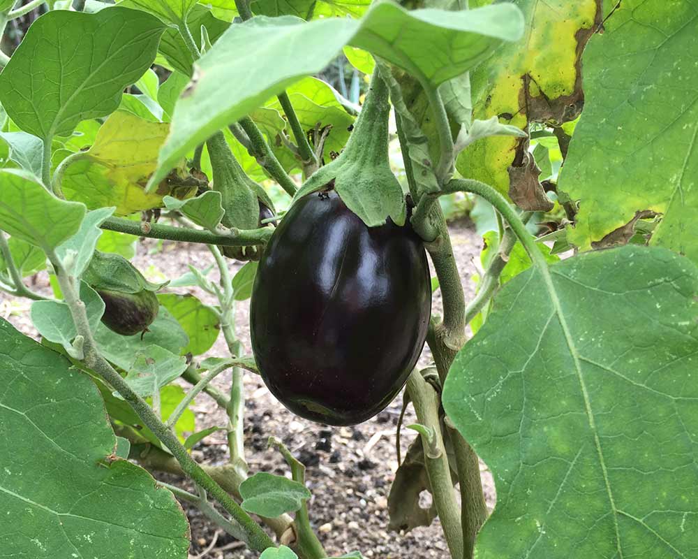 Solanum melongena has large almost rectangular leaves with a wavy margin and deep purple to black fruit