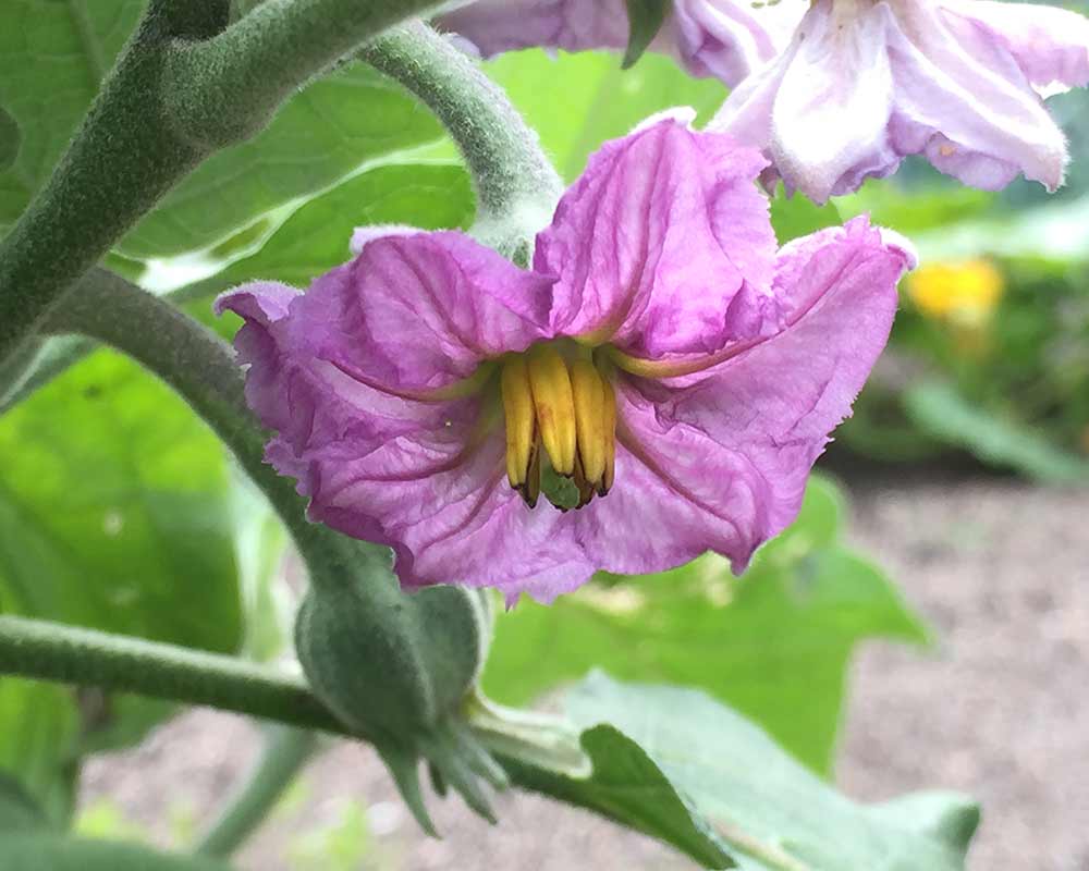 The mauve flower of Solanum melongena commonly known as Aubergine or Eggplant