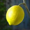 Citrus limon Meyer. Wonderful sweet lemons - with the acidity to make them lemons but sweet enough to eat.
